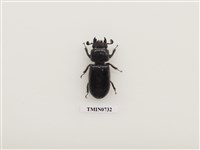 藏品(虎甲蟲科,黑豔蟲科)的圖片